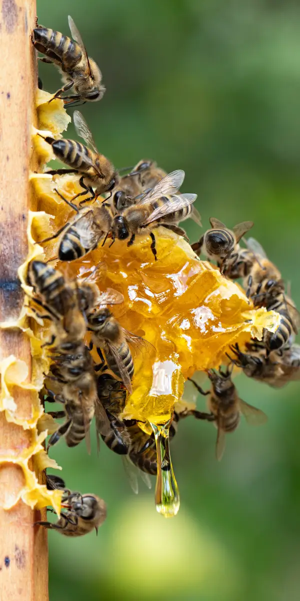 Honey Comb